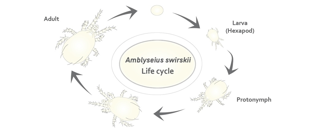 BioSwirskii sachets - Amblyseius swirskii mites sachets with hooks