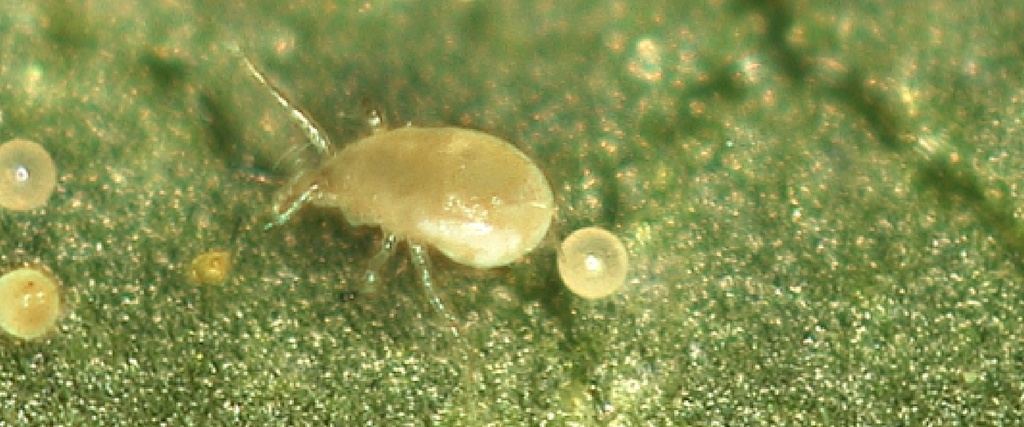 BioSwirskii - Amblyseius swirskii mites