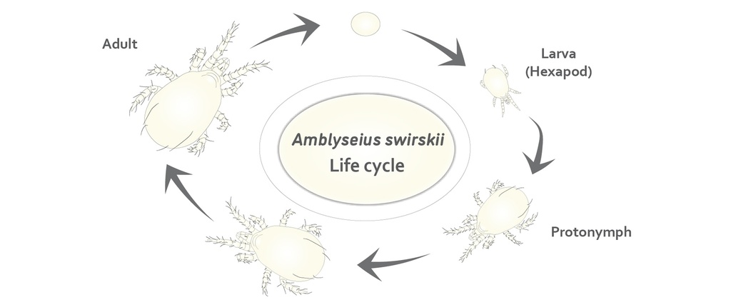 BioSwirskii - Amblyseius swirskii mites