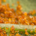 ​BioSwirskii Combo - Amblyseius swirskii mites mixed with Artemia feed (50,000 mites / cylinder)