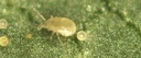 ​BioSwirskii Combo - Amblyseius swirskii mites mixed with Artemia feed (50,000 mites / cylinder)