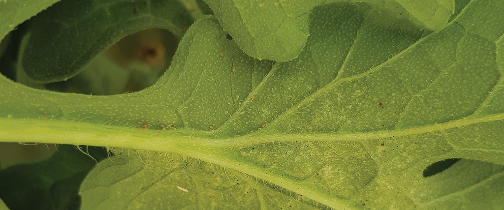 ​BioSwirskii Combo - Amblyseius swirskii mites mixed with Artemia feed (50,000 mites / cylinder)