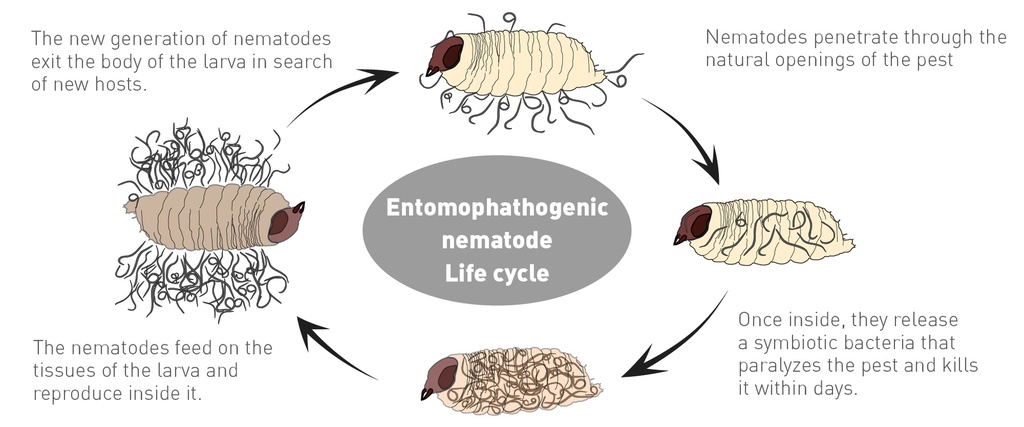 BioSF - Steinernema feltiae nematode (250,000,000 nematodes / bag)