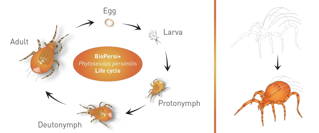 Persi+ Speed (fast release) sachets - Phytoseiulus persimilis + mites