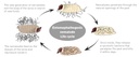 BioSC - Steinernema carpocapsae nematode (250,000,000 nematodes / bag)