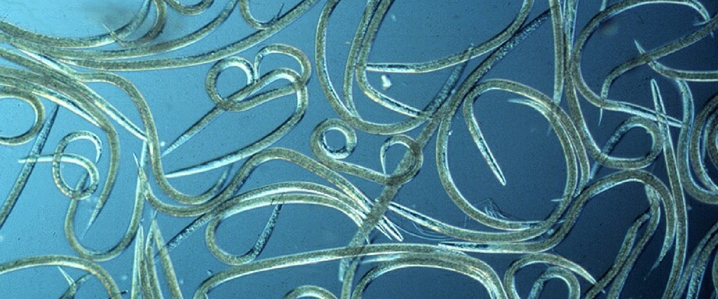 BioHB - Heterorhabditis bacteriophora nematode (250,000,000 nematodes / bag)
