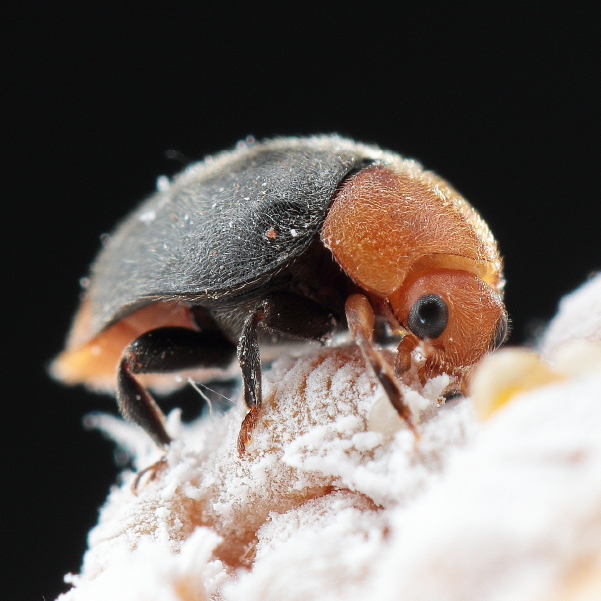 BioCryptolaemus - Cryptolaemus montrouzieri beetle (500 adults / container)