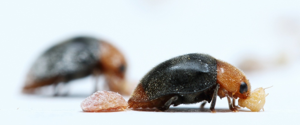 BioCryptolaemus - Cryptolaemus montrouzieri beetle (500 adults / container)