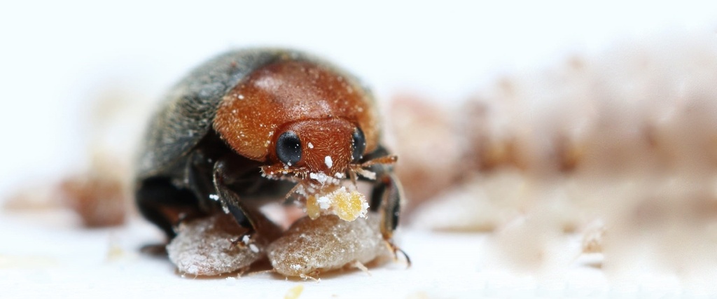 BioCryptolaemus - Cryptolaemus montrouzieri beetle (500 adults / container)