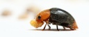 BioCryptolaemus - Cryptolaemus montrouzieri beetle (500 adults / container)