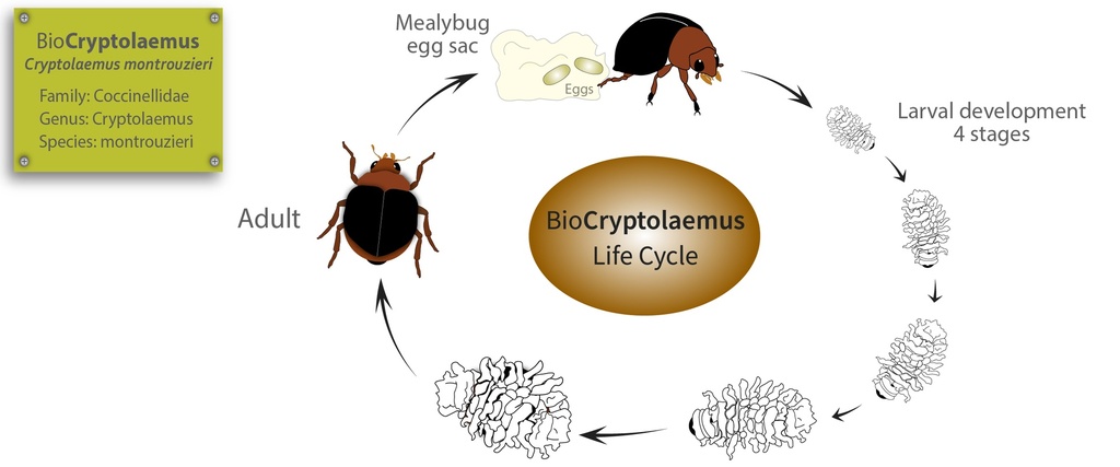 BioCryptolaemus - Cryptolaemus montrouzieri beetle (500 adults / container)