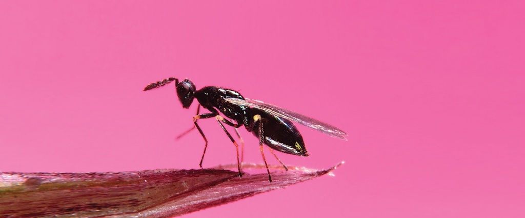 BioDiglyphus - Diglyphus isaea (500 adult wasps/ bottle)