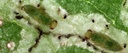 BioDiglyphus - Diglyphus isaea (500 adult wasps/ bottle)