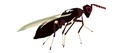 BioDiglyphus - Diglyphus isaea (500 adult wasps/ bottle)