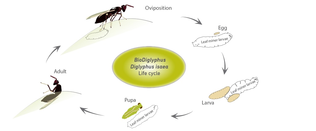 BioDiglyphus - Diglyphus isaea (500 adult wasps/ bottle)