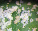 BioBioCLFeed - Carpoglyphus lactis mites for insect feed (5 Million /1L cylinder)