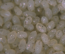 BioEphestiaFeed - Ephestia kuehniella frozen eggs insect feed (500g)