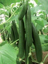 Cucumber BELLA untreated (VZ) long (250/pk)