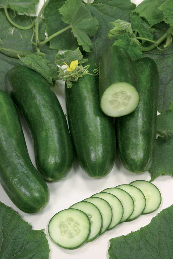 Cucumber SILOR untreated (VZ) mini (beith alpha) (250/pk)