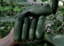 Cucumber JOUNIA untreated (VZ) mini (beith alpha) (250/pk)