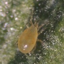 BioBee BioAndersoni - Amblyseius andersoni mites