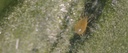 BioBee BioAndersoni - Amblyseius andersoni mites