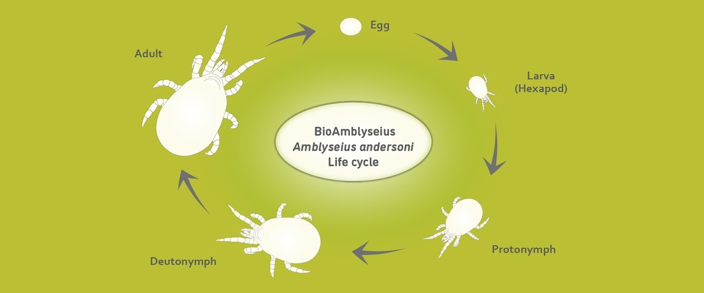 BioBee BioAndersoni - Amblyseius andersoni mites