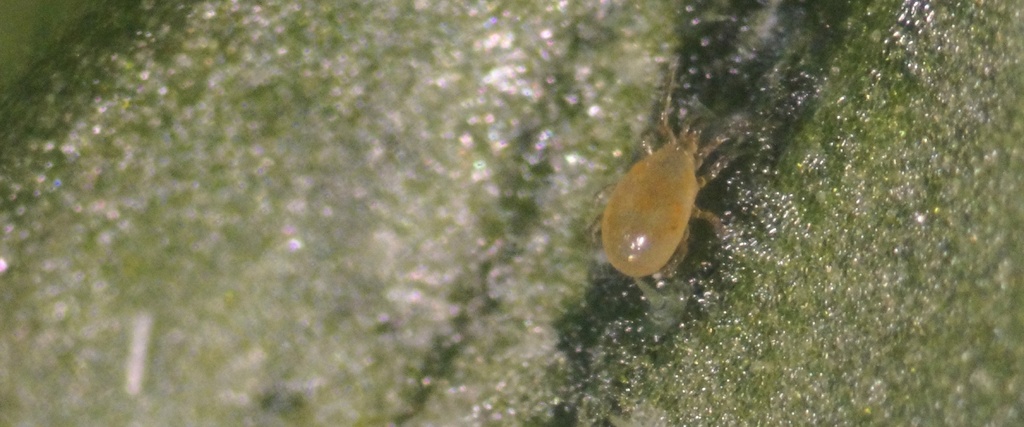 BioBee BioAndersoni - Amblyseius andersoni mites