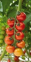 semences-tomate-annamay-biologique