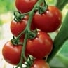 semences-tomate-annamay-biologique