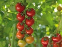 semences-tomate-annamay-biologique