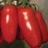tomate-pozzano-biologique
