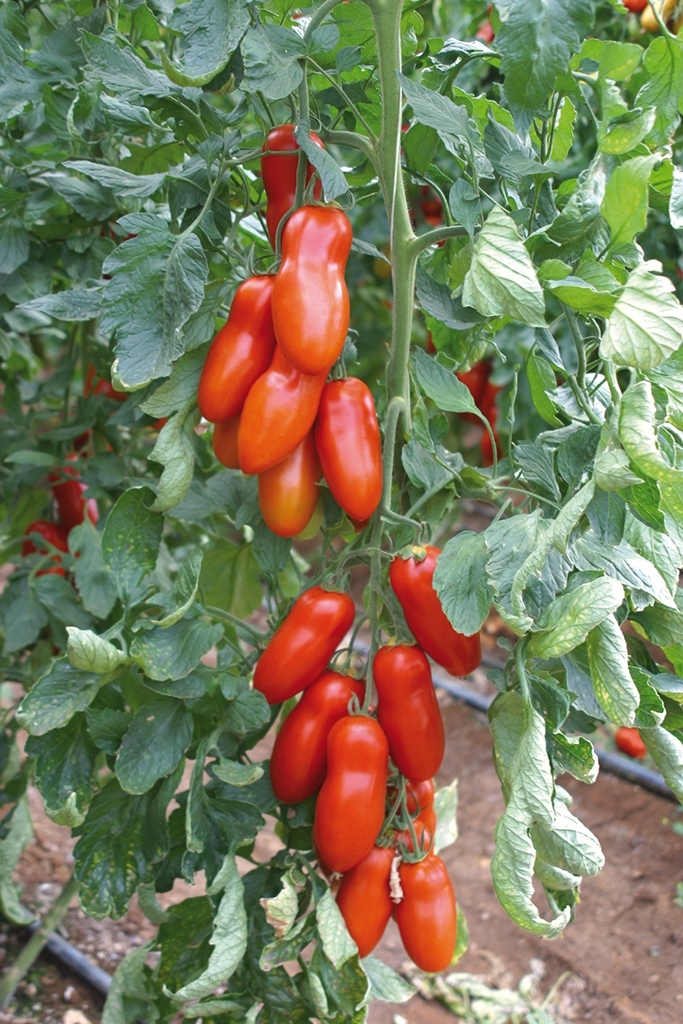 tomate-pozzano-biologique