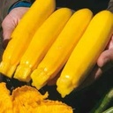 courgette-yellowfin-biologique