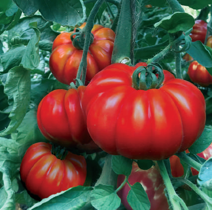 Sem. Tomate MARSALATO Bio (Vit) heirloom / marmande rouge