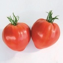 Sem. Tomate CORIZIA N-T (Gaut) spécialité coeur rouge
