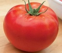 tomate-baptysta-b112-non-traitee