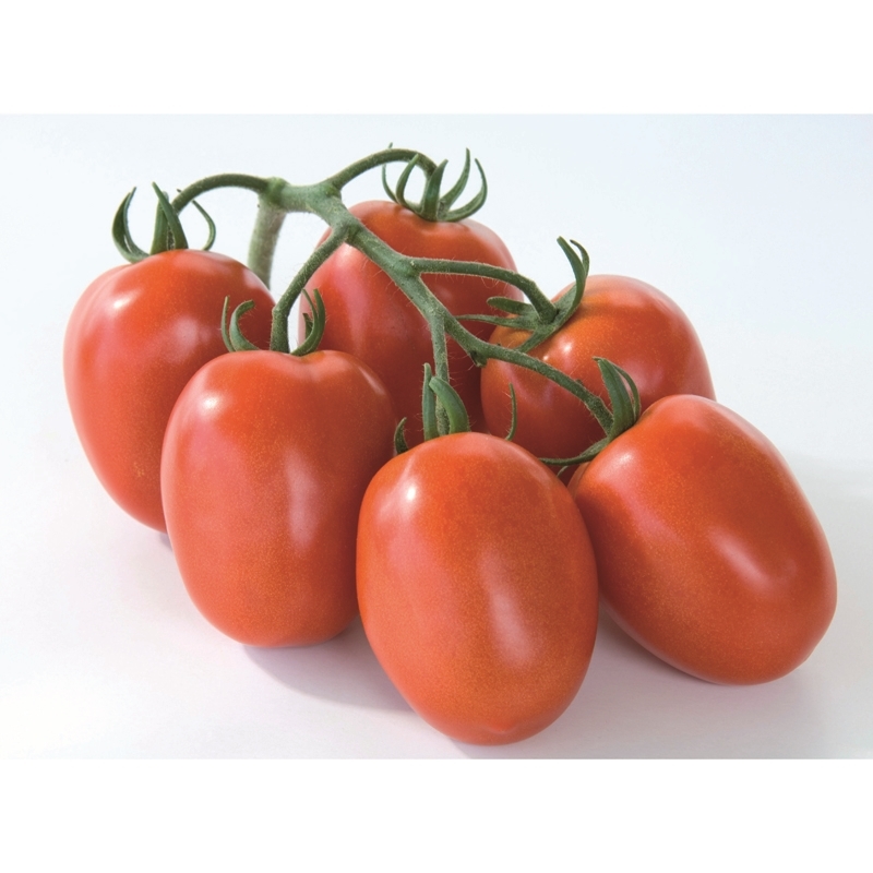 tomate-cyclade-non-traitee