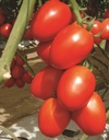 tomate-granadero-biologique