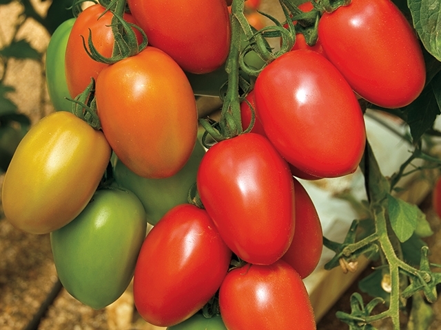 tomate-granadero-biologique