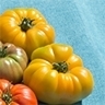 tomate-margold-dj92-biologique