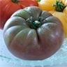 tomate-marnero-dn96-biologique