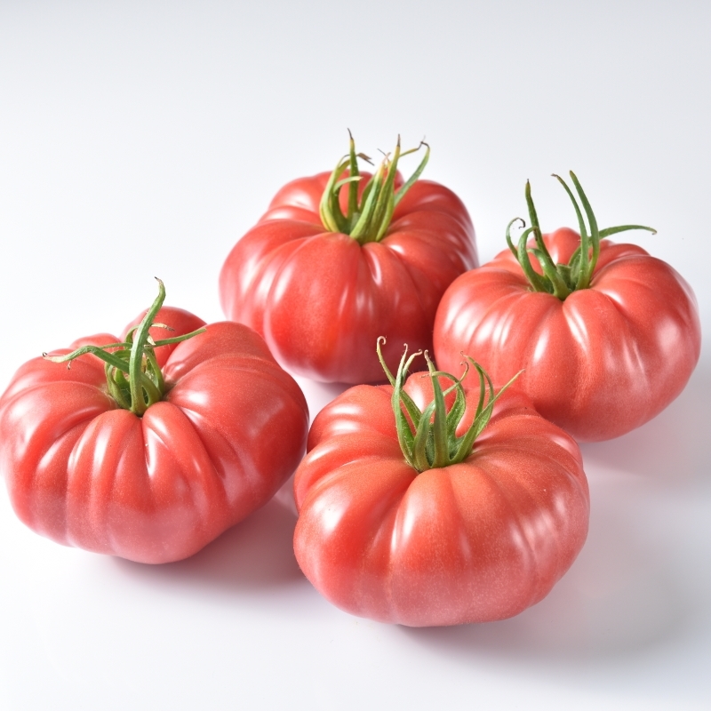 tomate-marpink-rp574-non-traitee