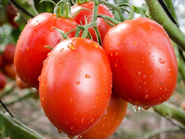 tomate-paipai-biologique