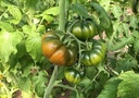 tomate-raffy-dcm532-non-traitee