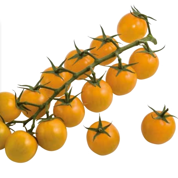 tomate-sweedor-c88-non-traitee