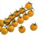 tomate-sweedor-c88-non-traitee