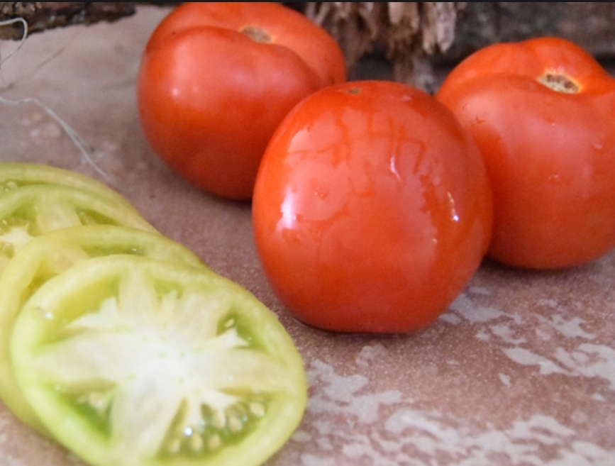 tomate-winterhaven-163-e15b70015-non-traitee