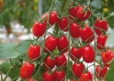 Sem. Tomate GARINCHA N-T (Enza) raisin rouge (1000/pqt)