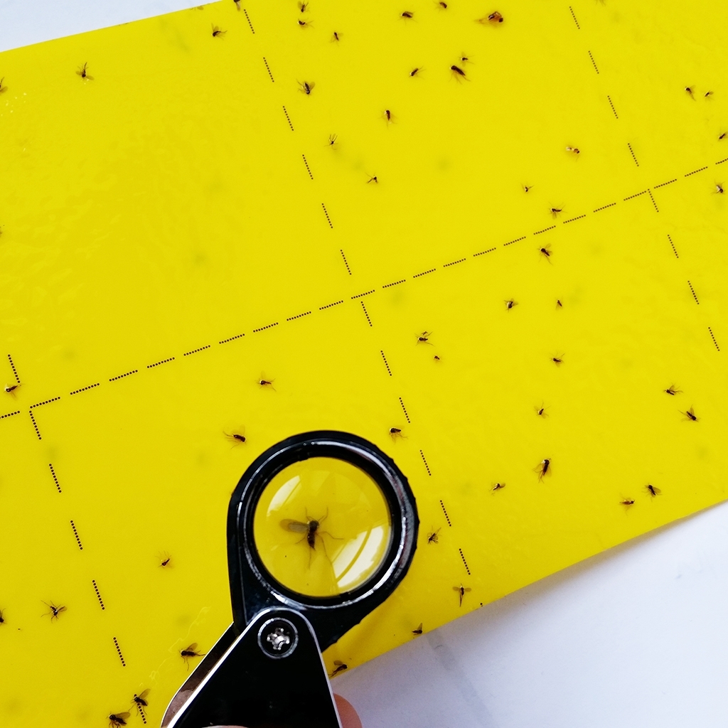 Large Yellow Sticky Traps, 4 Pk - 5.5 x 8